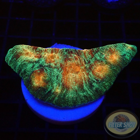 Mycedium spp. „Space Jam“ WYSIWYG „AD Special“