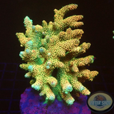 Acropora millepora „Peaches & Green“ WYSIWYG „AD Special“