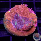 Echinophyllia spp. „Rainbow Bugatti“ WYSIWYG