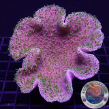 Sarcophyton spp. „Toxic Needle“ WYSIWYG