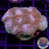 Acanthastrea echinata „True Eyes“ WYSIWYG „AD Special“