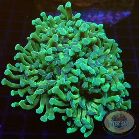 Euphyllia paraancora „Lime“