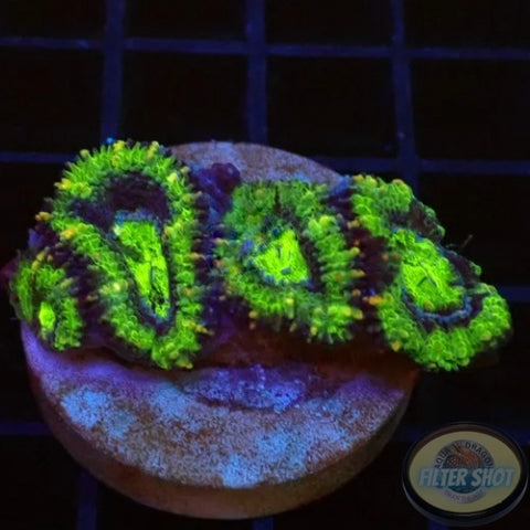 Micromussa spp. „UFO“ 🛸 AD Special