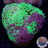 Euphyllia ancora „Toxic Marble“ WYSIWYG „AD Special“