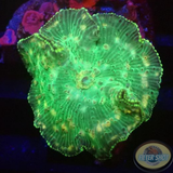 Discosoma spp. „Sashi“ WYSIWYG