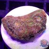 Echinophyllia spp. „Gold Rush“ WYSIWYG „AD Special“