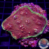 Echinophyllia spp. „Toxic Rim“ WYSIWYG „AD Special