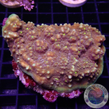 Echinophyllia spp. „Gold Eye Croc“ WYSIWYG „AD Special“