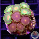 Krustenanemonen „Blow Pop Packers“ WYSIWYG