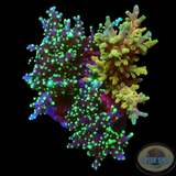 Acropora carduus „Gold Star“ WYSIWYG
