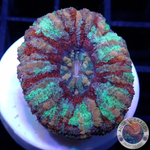 Scolymia spp. “Candy Button” WYSIWYG