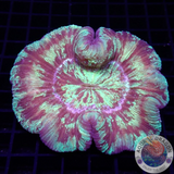 Trachyphyllia spp. „Butterfly“ WYSIWYG