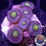 Krustenanemonen „AOI“ AD Special