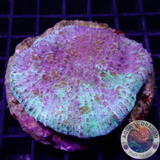 Echinophyllia spp. „Indigo“ WYSIWYG „AD Special“