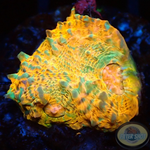 Echinophyllia spp. „Katar Orenji“ WYSIWYG „AD Special“