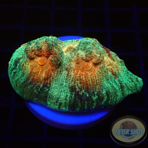 Mycedium spp. „Space Jam“ WYSIWYG „AD Special“