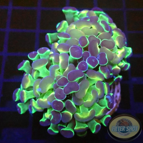 Euphyllia baliensis “Hologram” WYSIWYG