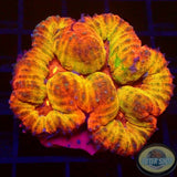 Symphyllia spp. „Pumpkin Cake“ WYSIWYG „AD Special“