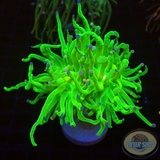 Euphyllia glabrescens „She Hulk“