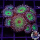 Krustenanemonen „Mind Blowing“ WYSIWG