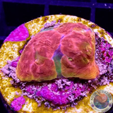 Echinophyllia spp. „Stained Glass“ WYSIWYG
