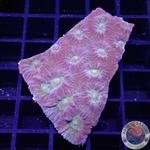 Favia spp. „Groggy“ WYSIWYG