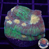 Echinophyllia spp. „Alien Spice“ WYSIWYG