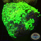 Euphyllia ancora „Toxic Marble“ WYSIWYG „AD Special“