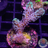 Seriatopora caliendrum „Toxic Bird“