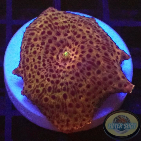 Discosoma spp. „Leo“ WYSIWYG