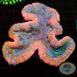 Lobophyllia spp. 🍭 „Candyland“ WYSIWYG