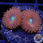 Krustenanemonen “Magician”