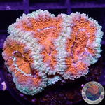 Micromussa spp. „Deep O“ AD Special