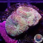 Dipsastraea spp. „Blood Diamond“ WYSIWYG „AD Special“