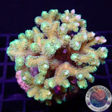 Seriatopora caliendrum „Toxic Bird Nest“ WYSIWYG