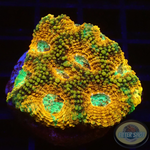 Acanthastrea echinata „True Eyes“ WYSIWYG „AD Special“
