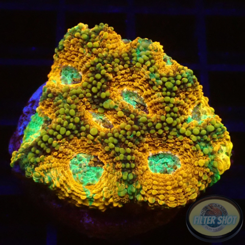 Acanthastrea echinata „True Eyes“ WYSIWYG „AD Special“