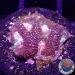 Favia spp. „Elysium“ WYSIWYG