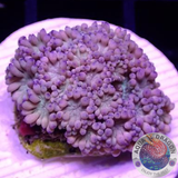 Goniopora spp. „Sugar&Cream“ WYSIWYG „AD Special“