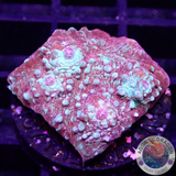 Echinophyllia spp. „Murder Case“ WYSIWYG „AD Special“