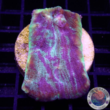 Echinophyllia spp. „Interstellar“ WYSIWYG