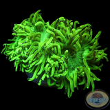 Catalaphyllia jardinei „Toxic Kate“ WYSIWYG „AD Special“