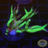 Seriatopora hystrix „Toxic Thorn“ WYSIWYG