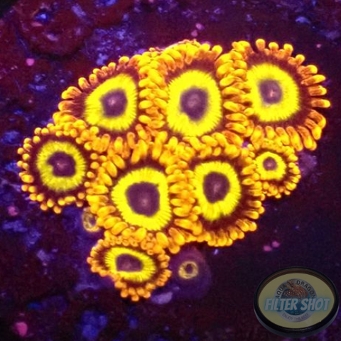 Krustenanemonen „Fruit Loops“ WYSIWYG