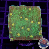 Echinophyllia spp. „Space Invader“