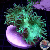 Catalaphyllia jardinei „Toxic Kate“ WYSIWYG „AD Special“