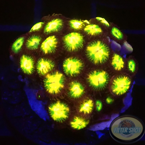 Krustenanemonen „Incredible Hulk“ WYSIWYG