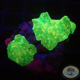 Discosoma spp. „Dotty Jaw“ WYSIWYG