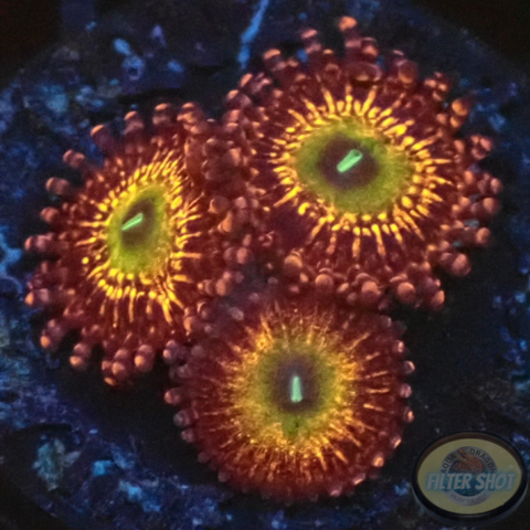 Krustenanemonen „Krakatoa God“ AD Special