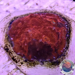 Echinophyllia spp. “Oil Spill” WYSIWYG
